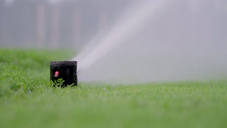 static slow motion shot of a sprinkler at work on lush grass