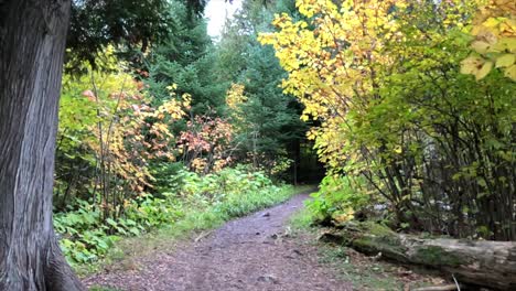 Caminando-En-El-Bosque