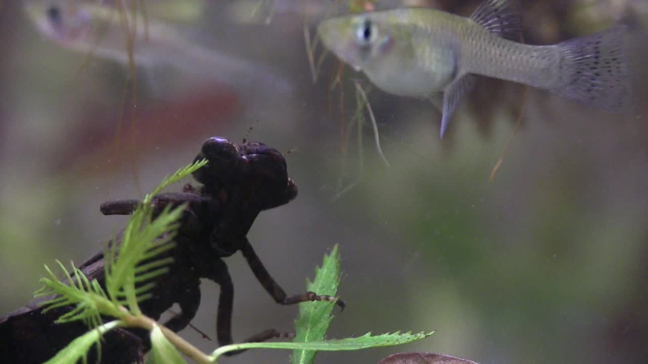 지나가는 물고기를 수중에서 먹이를 주는 잠자리 요정 2
