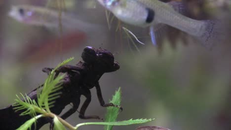 a dragonfly nymph feeding underwater on passing fish 2