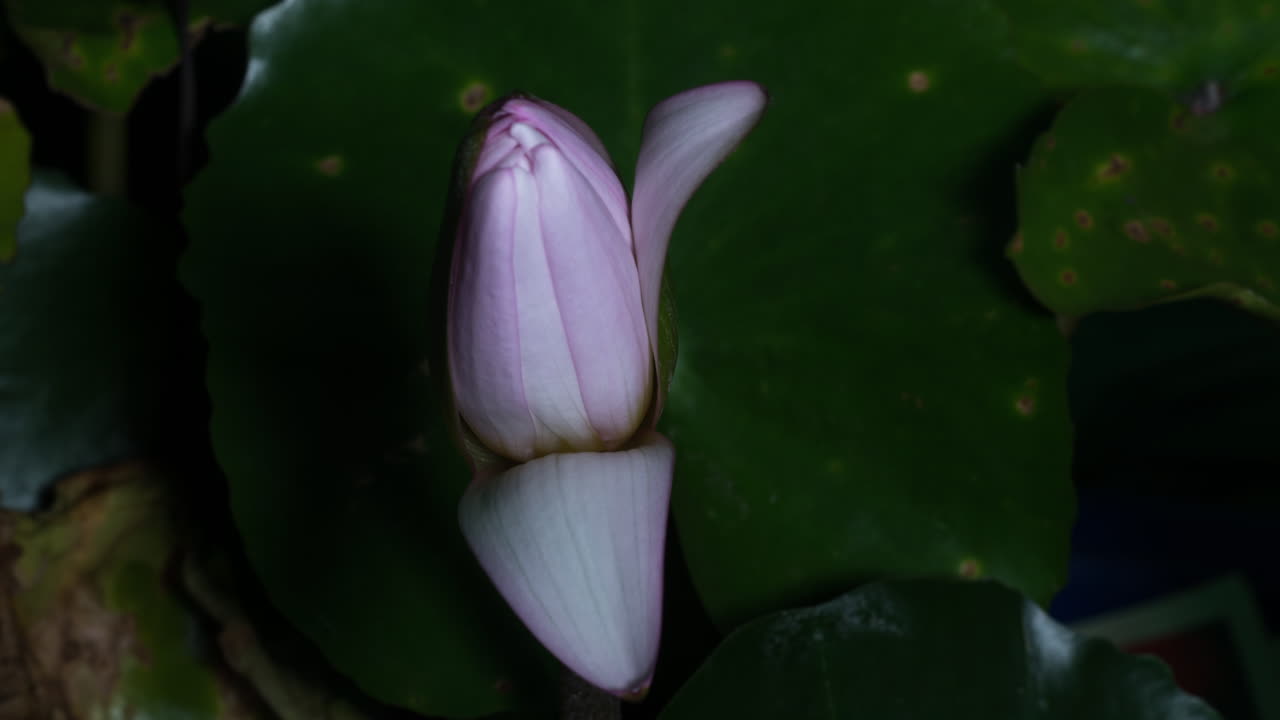 el lirio blanco se cierra rápidamente después de la floración