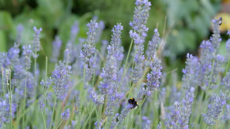 la flor de la lavanda y los insectos que recogen el polen