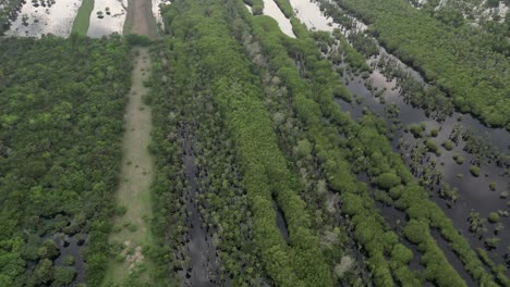 Flying-High-Over-Manialtepec-Mangroves-near-Puerto-Escondido,-Oaxaca,-Mexico