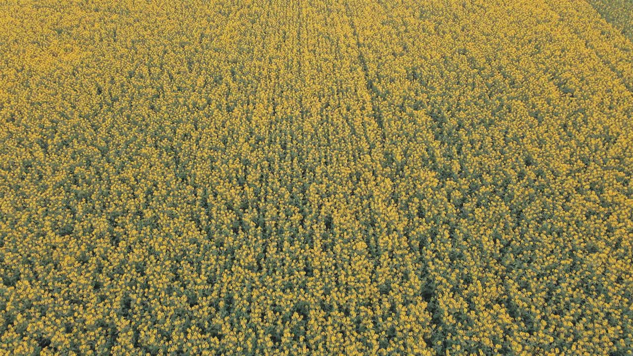 꽃이 만발한 카놀라 밭의 전방 추적 공중 촬영