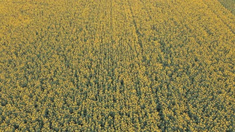 forward tracking aerial shot of a canola field in bloom