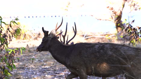 A-Couple-Of-Javan-Rusa-Deer-Wandering-Around-On-A-Sunny-Day-In-Bali,-Indonesia