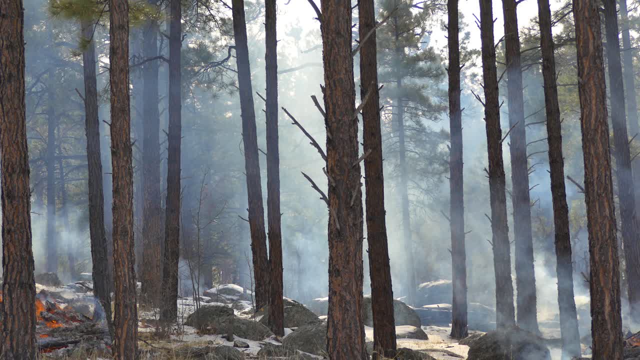나무 사이로 연기가 날리는 온건한 산불