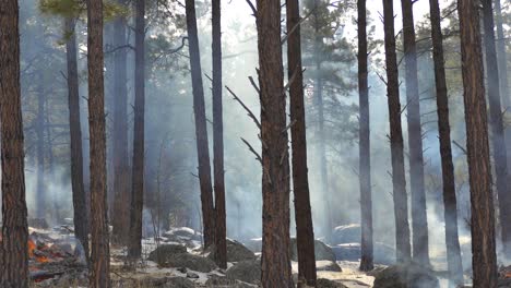 un incendio forestal moderado con humo que sopla a través de los árboles
