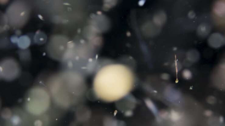Plankton and microorganisms attracted to a underwater light moving about vigorously creating an unusual lighting effect