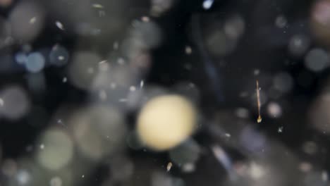 plancton y microorganismos atraídos por una luz submarina que se mueve vigorosamente creando un efecto de iluminación inusual