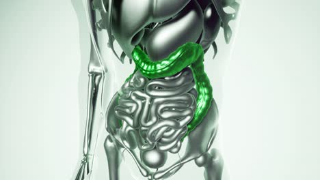 modelo de colon humano con todos los órganos