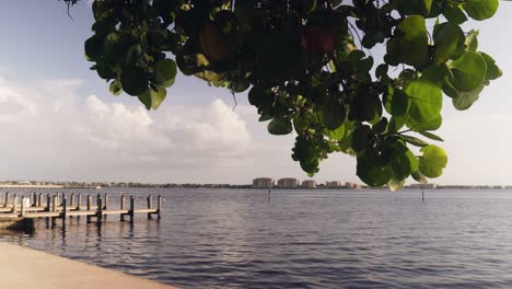 Vista-Al-Mar-De-Hojas-Que-Soplan-En-El-Viento-Con-Un-Muelle-En-La-Costa-Del-Golfo-En-Cape-Coral,-Florida