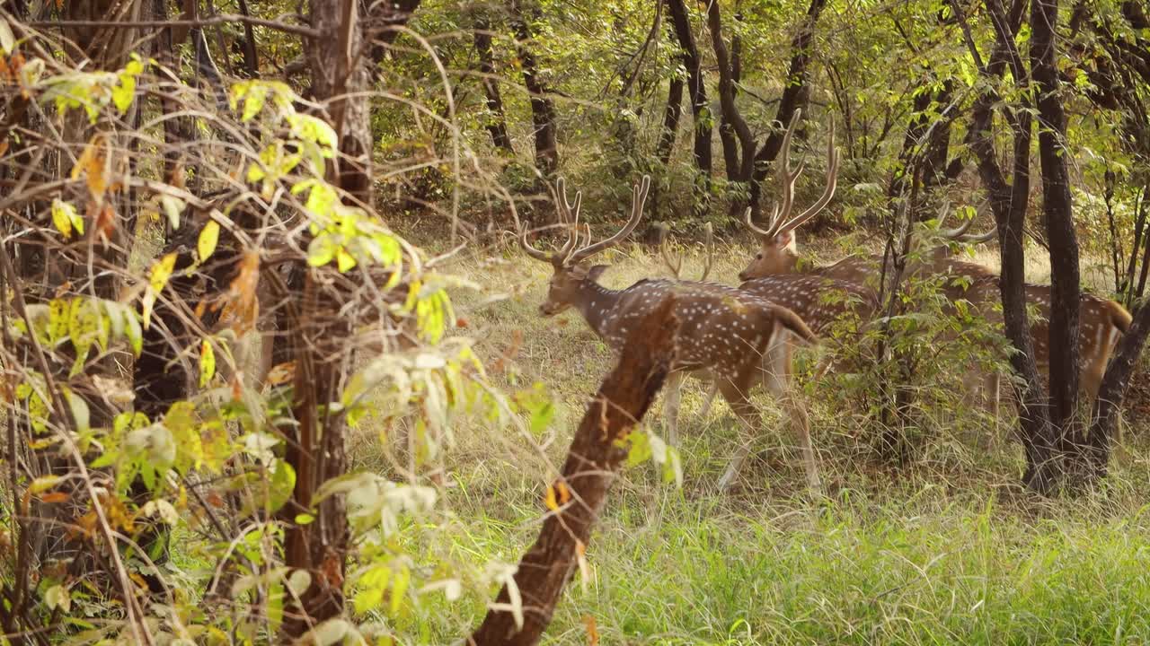 chital o cheetal, también conocido como venado manchado, venado chital y venado de eje, es una especie de venado que es nativa del subcontinente indio. parque nacional de ranthambore sawai madhopur rajasthan india