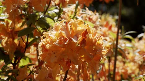 impresionantes flores naranjas bailando en la brisa en un cálido día soleado