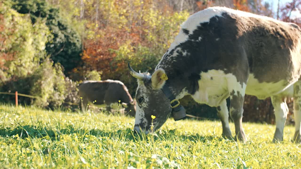 Cow grazing in sunlit field near Weesen in the Swiss region of Glarus