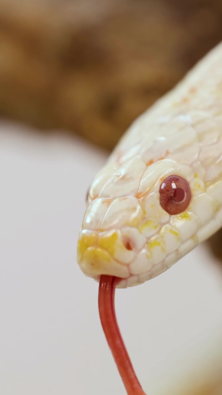 Un serpente del grano in un ambiente naturale muove la lingua, catturato in primo piano con illuminazione soffusa e profondità di campo ridotta.
