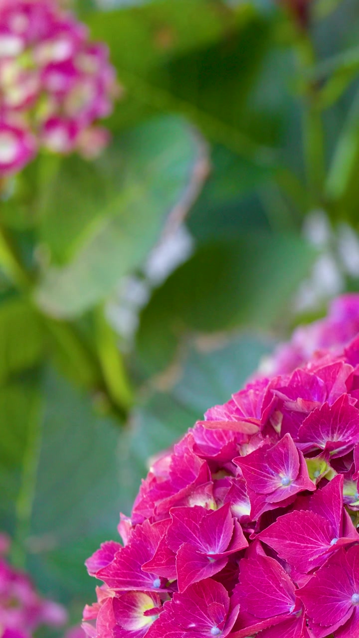 Close-up shot of magenta hydrangea blossoms swaying gently in natural daylight within a garden.