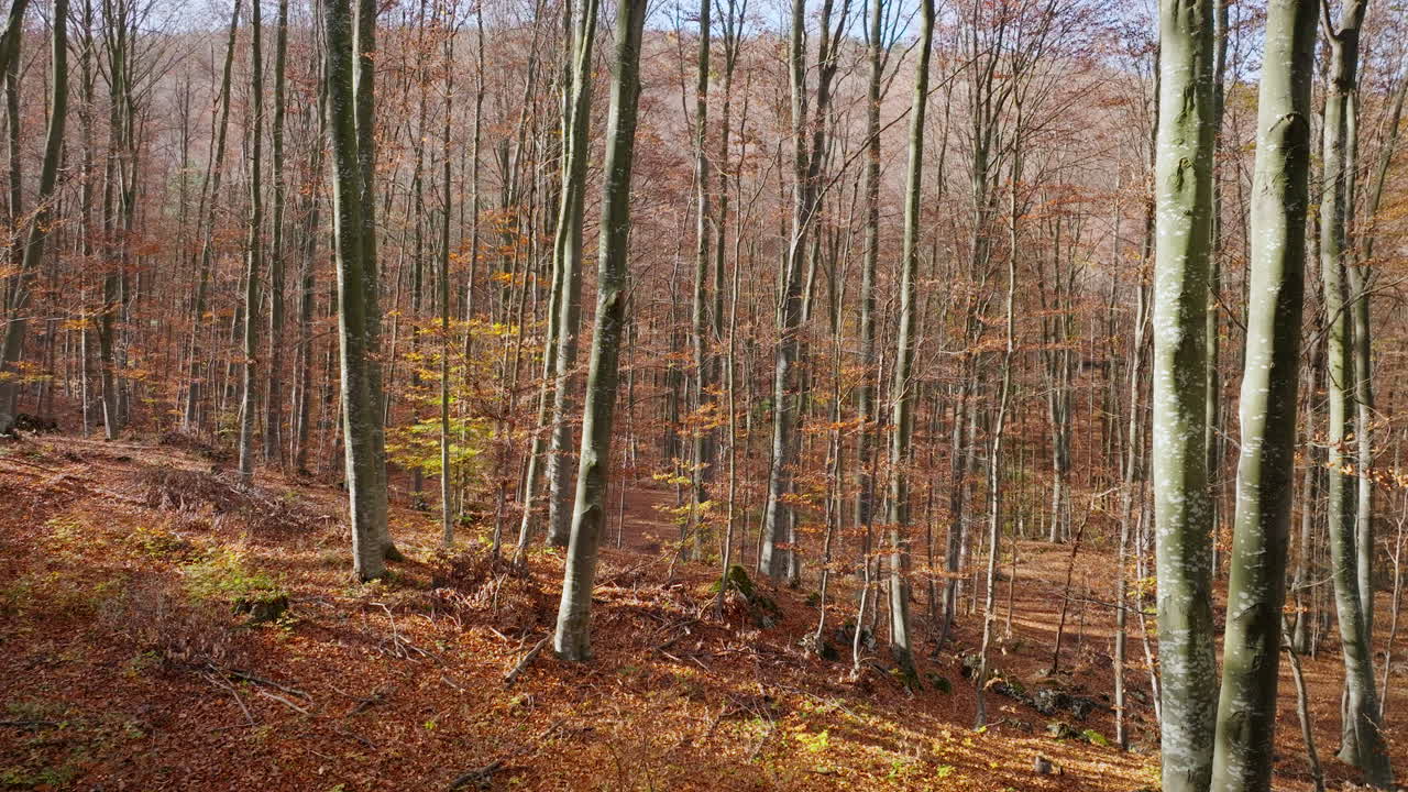 Autumn forest with tall trees and fallen leaves