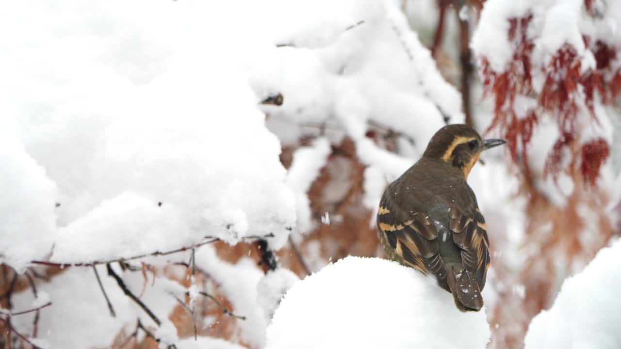 Varied thrush in the snow