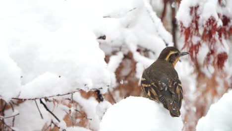 Zorzal-Variado-En-La-Nieve.