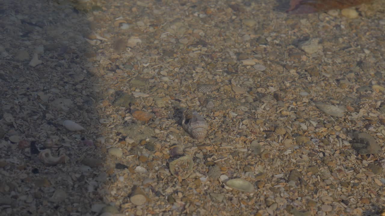 여름에 얕은 맑은 물 아래 조개 - 오순절 섬