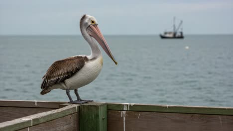 a pelican perched on a wooden railing overlooking the tranquil ocean with a fishing boat in the background, capturing a serene coastal scene