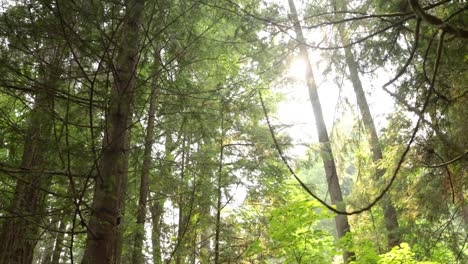 tiro medio de árboles en un bosque soleado con un destello de lente en 4k