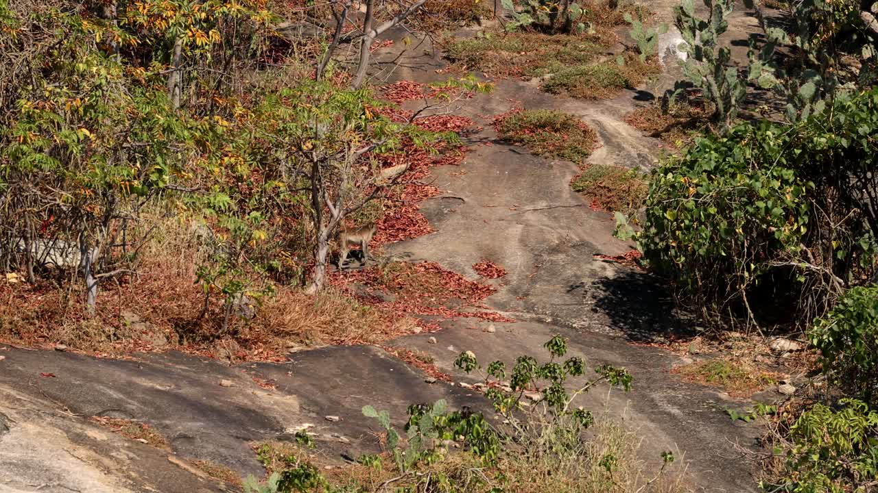 호랑이는 바위 지형을 가로질러 몰래 움직입니다.