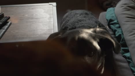 Adorable-black-dog-quietly-waiting-for-food-treat-in-4K-slow-motion