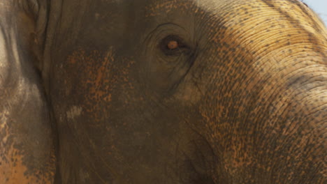 magnífico primer plano de la cara de un elefante asiático