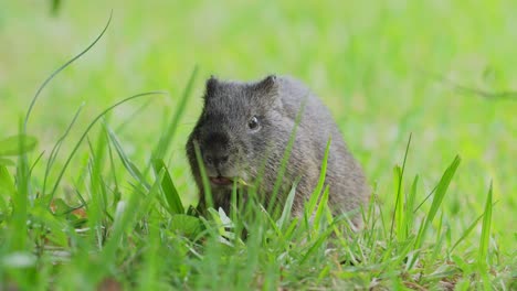 cute little brazilian guinea pig, cavia aperea munching on fresh green grass on the ground, wildlife close up static shot at pantanal conservation area, brazil