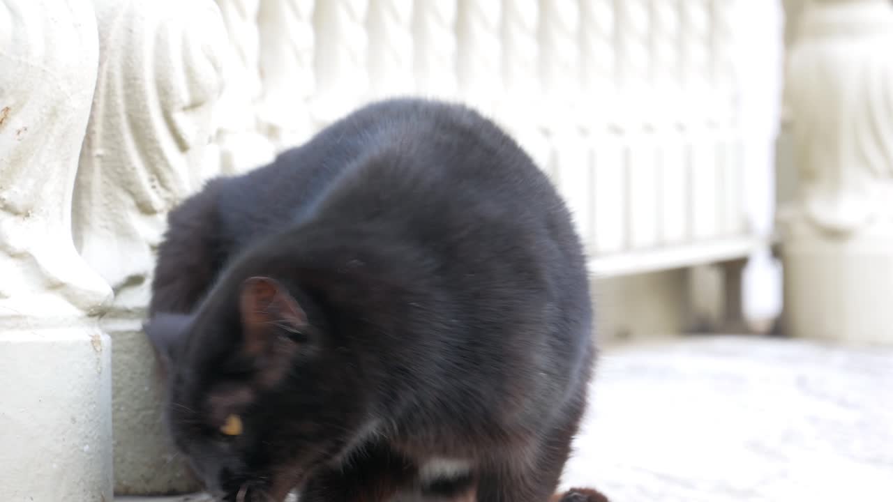 야외에서 검은 고양이