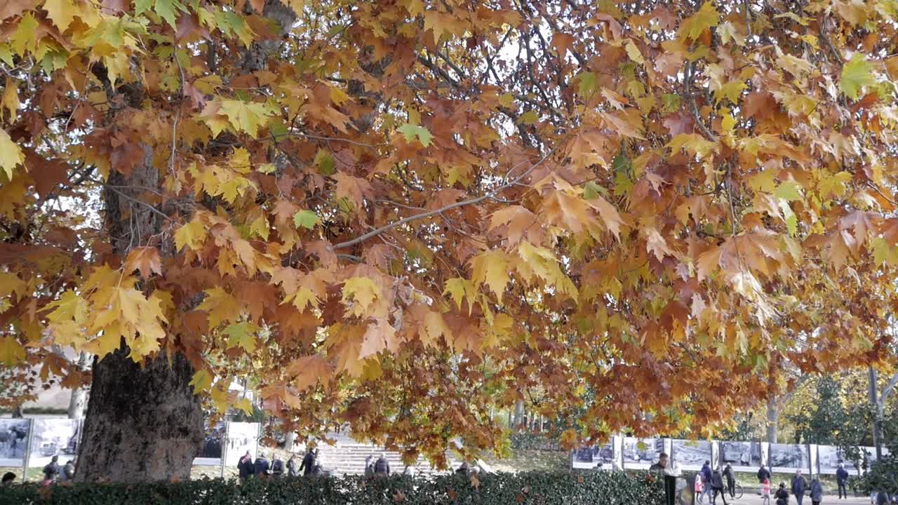 Platanus leaves blown by the wind at Retiro Park.