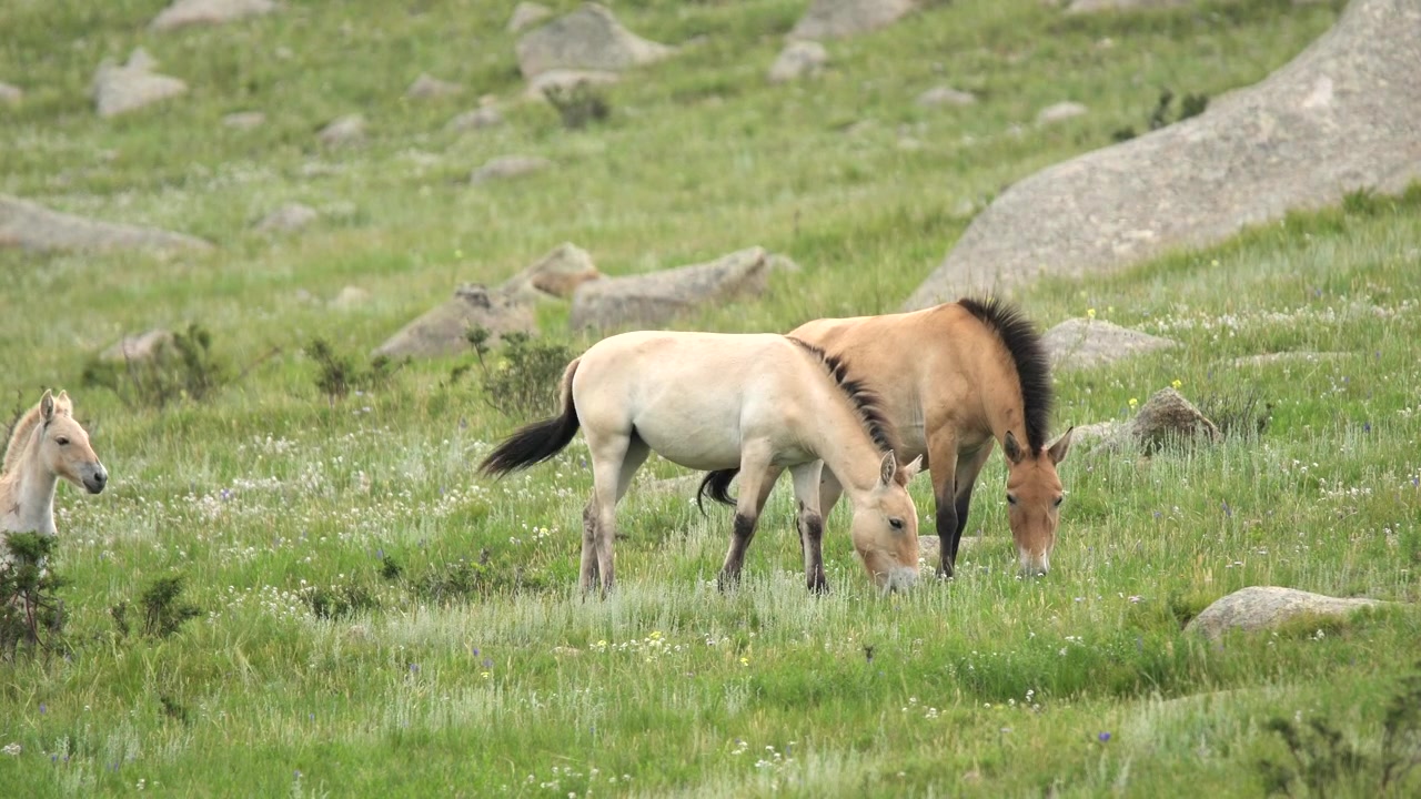 Cavalos de Przewalski Pastando em um Prado Gramado