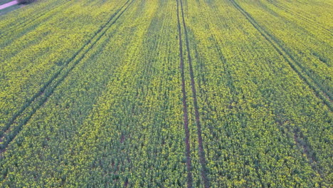 flight over field with flowering canola flowers