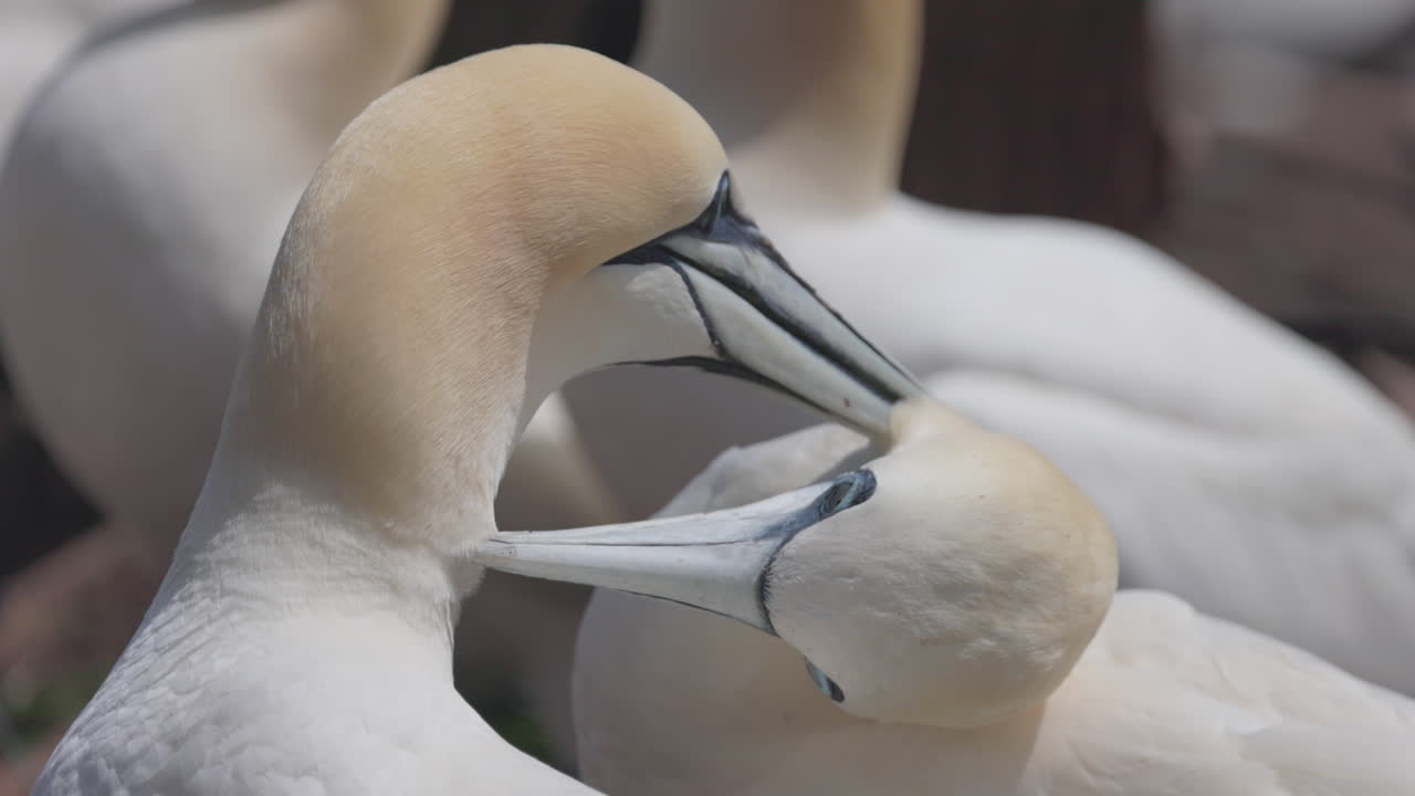 Northern gannet face close up in 4k 60fps slow motion taken at ile Bonaventure in Perc&eacute;, Qu&eacute;bec, Gasp&eacute;sie, Canada