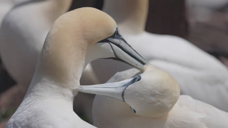 Northern-gannet-face-close-up-in-4k-60fps-slow-motion-taken-at-ile-Bonaventure-in-Percé,-Québec,-Gaspésie,-Canada