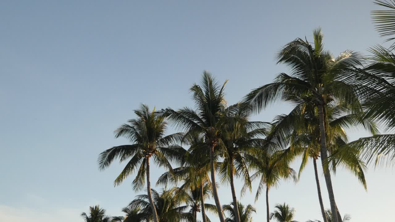 Palm Tree Leaves Gently Swayin in the Wind in the Early Evening, Bantayan Island, Cebu, Philippines