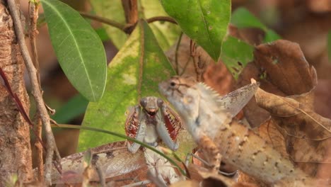 lizard hunting mantis in forest