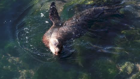 galapagos sea lion playing in water in puerto ayora, santa cruz, galapagos