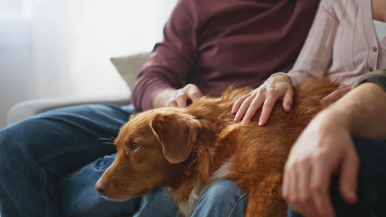 Lovely pets relaxing home with group friends sitting couch living room close up.