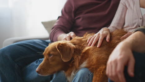 lovely pets relaxing home with group friends sitting couch living room close up.