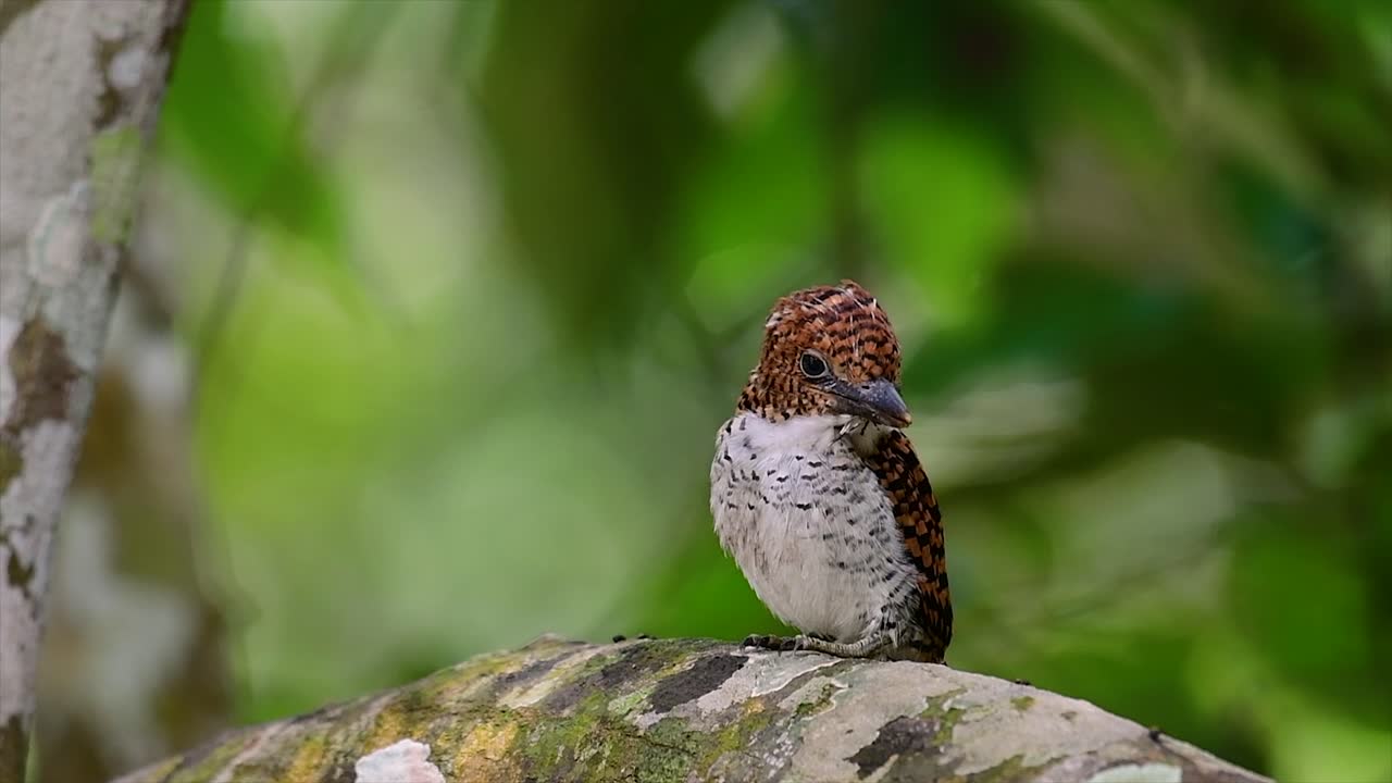un martín pescador de árboles y una de las aves más hermosas que se encuentran en tailandia dentro de las selvas tropicales