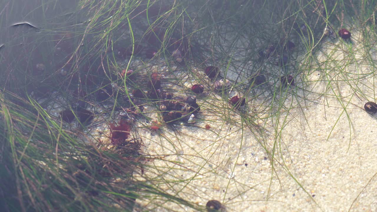 decenas de cangrejos ermitaños atrapados a lo largo de la costa en una piscina de marea poco profunda