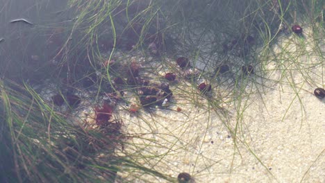 dozens of hermit crabs trapped along the shoreline in a shallow tide pool