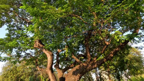 time-lapse of a tree's foliage changing over time