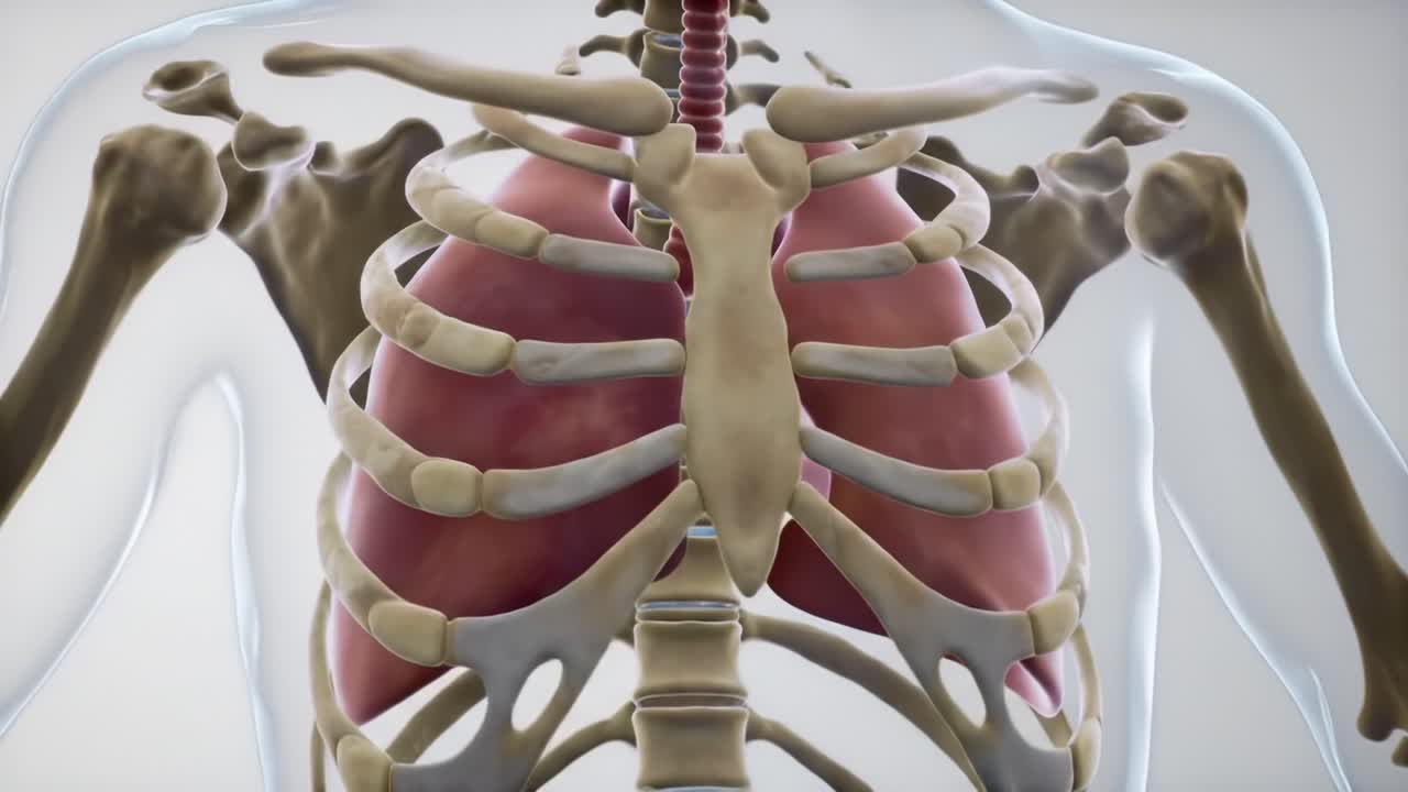 Detailed Anatomical Visualization of the Human Respiratory System: An Insight into the Structure of Lungs and Rib Cage in Two Critical Perspectives
