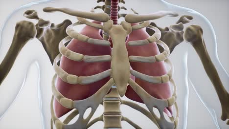 detailed anatomical visualization of the human respiratory system: an insight into the structure of lungs and rib cage in two critical perspectives