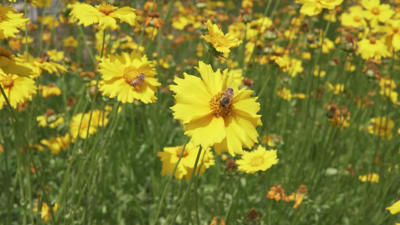 Api raccolgono cibo da fiori gialli e poi volano via.