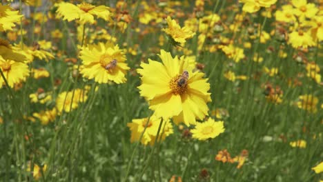 Bees-Collect-Food-From-Yellow-Flowers-Then-Take-Off